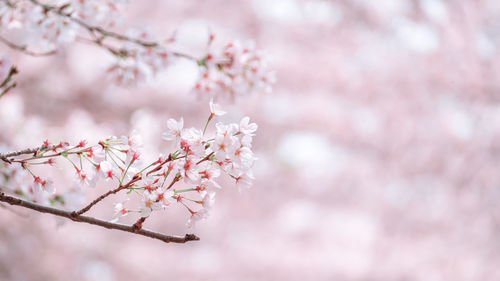 Low angle view of cherry blossom