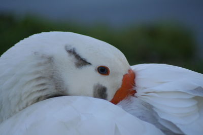 Close-up of duck