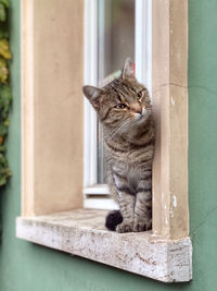 Lovely cat waiting for something in a window.