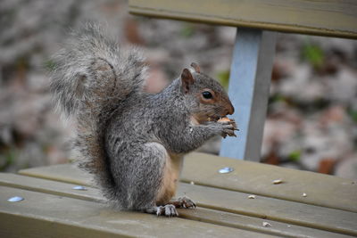 Close-up of squirrel on wood