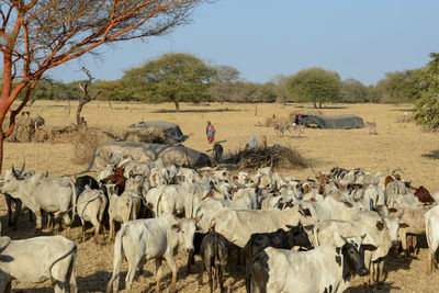 View of sheep on field