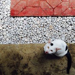 Portrait of cat on pebbles