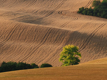 Plants growing on field