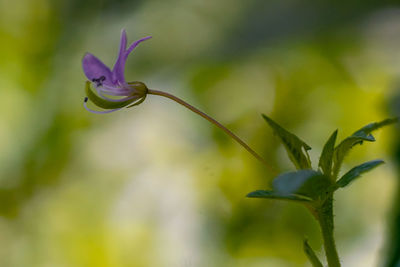 Close-up of purple flowering plant