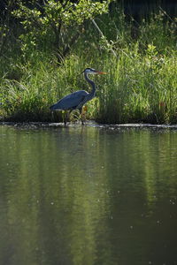 High angle view of gray heron in lake