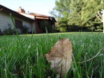 Close-up of grass on field