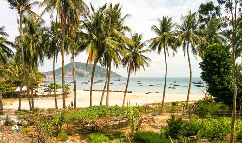 Palm trees growing on beach against sky