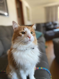 Close-up portrait of a cat