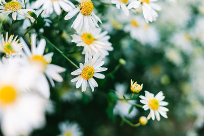 Close-up of white daisy flowers