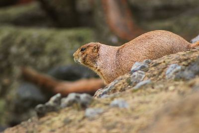 Curious prarie dog