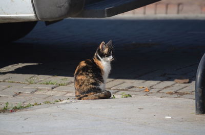 Cat sitting on footpath