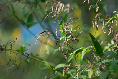 Close-up of insect on plant