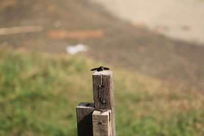 Close-up of bird perching on wooden post