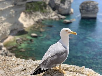 Close-up of seagull perching on rock