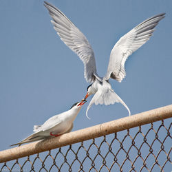 Low angle view of seagulls flying