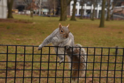 Portrait of squirrel on metal fence