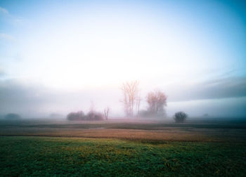 Trees on field against sky at foggy weather