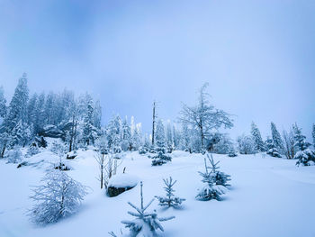 Trees on snow covered field against sky