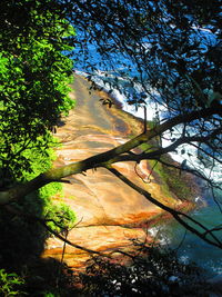 High angle view of shore and sea with trees in foreground