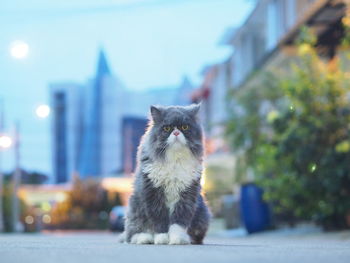 Portrait of cat sitting on city street