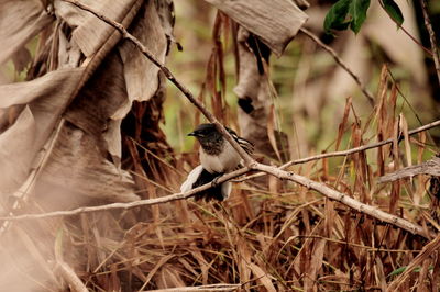 Close-up of bird perching on branch