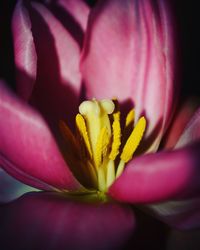 Close-up of fresh pink flower blooming outdoors