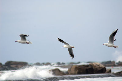 Seagulls flying over sea against clear sky