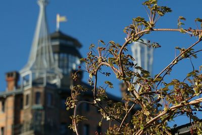 Flowers against clear blue sky