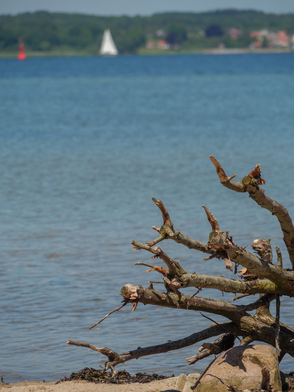 CLOSE-UP OF DRIFTWOOD IN SEA