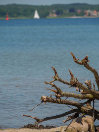 Close-up of driftwood on beach