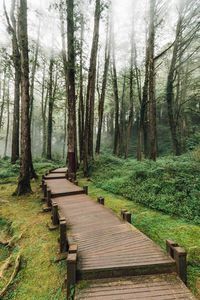 Footpath amidst trees in forest