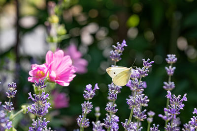 Close-up of butterfly pollinating on purple flowering plants