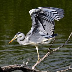 Bernat pescaire a la reserva de sebes a flix