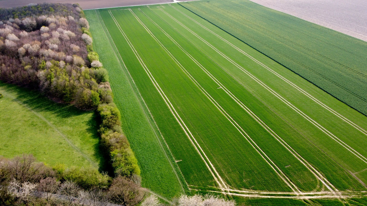 SCENIC VIEW OF VINEYARD