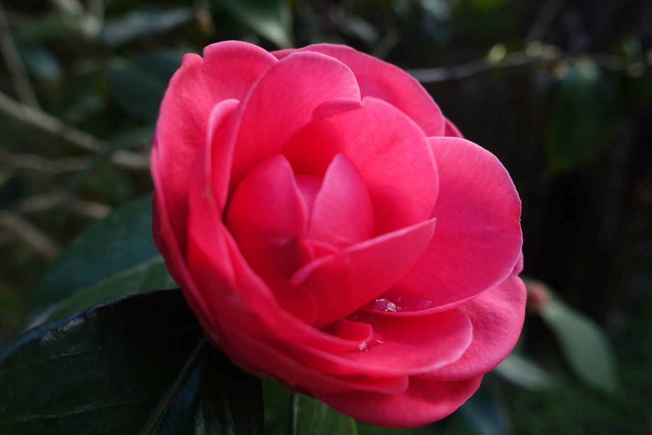 CLOSE-UP OF PINK FLOWER