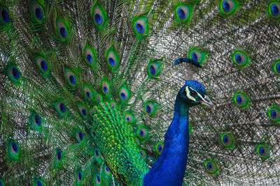 Full frame shot of peacock with feathers fanned out