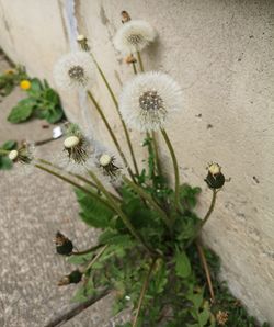 High angle view of flowering plant