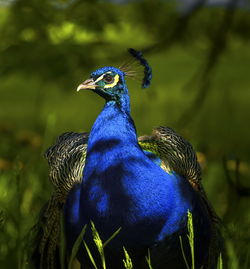 Proud and beautiful peacock portrait under sunlight by day