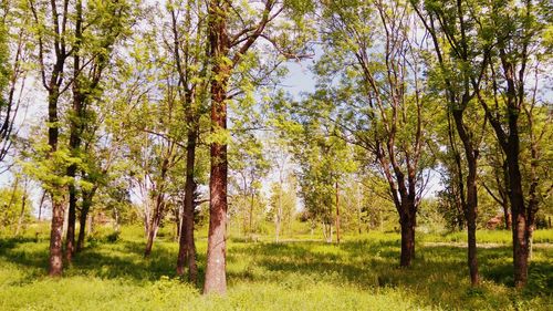 Trees in forest