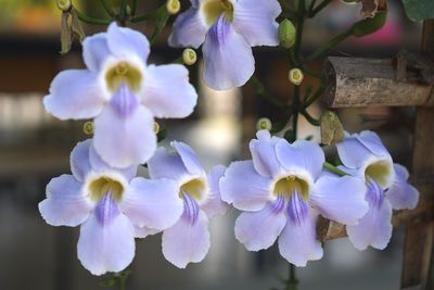 Close-up of purple flowering plants