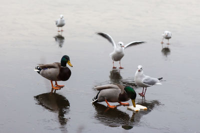 Ducks on a frozen lake in the winter months 