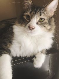 Close-up portrait of cat at home