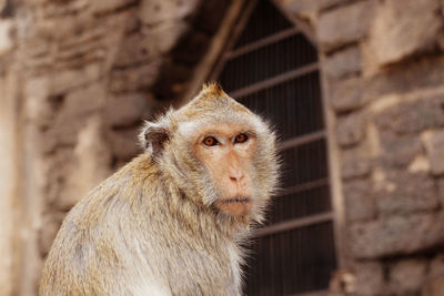 Close-up of monkey