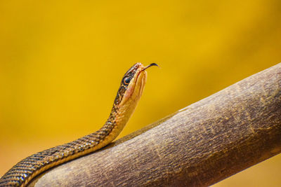 Eye-catching image of snake with playful tongue pose on yellow background