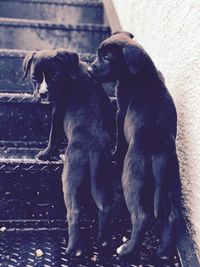 Two dogs on black background