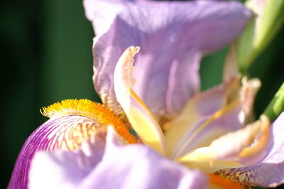Close-up of purple crocus flower
