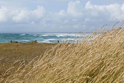 Scenic view of beach against sky