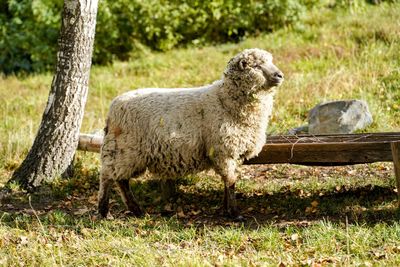 Sheep on field