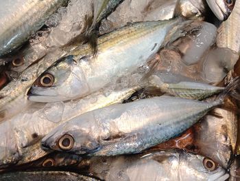 Close-up of fish for sale in market