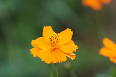 Close-up of flower